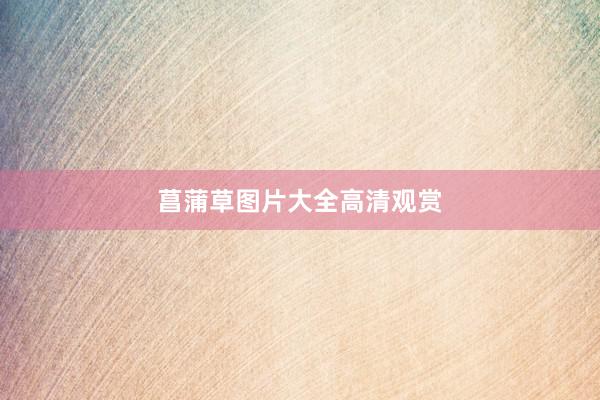 菖蒲草图片大全高清观赏